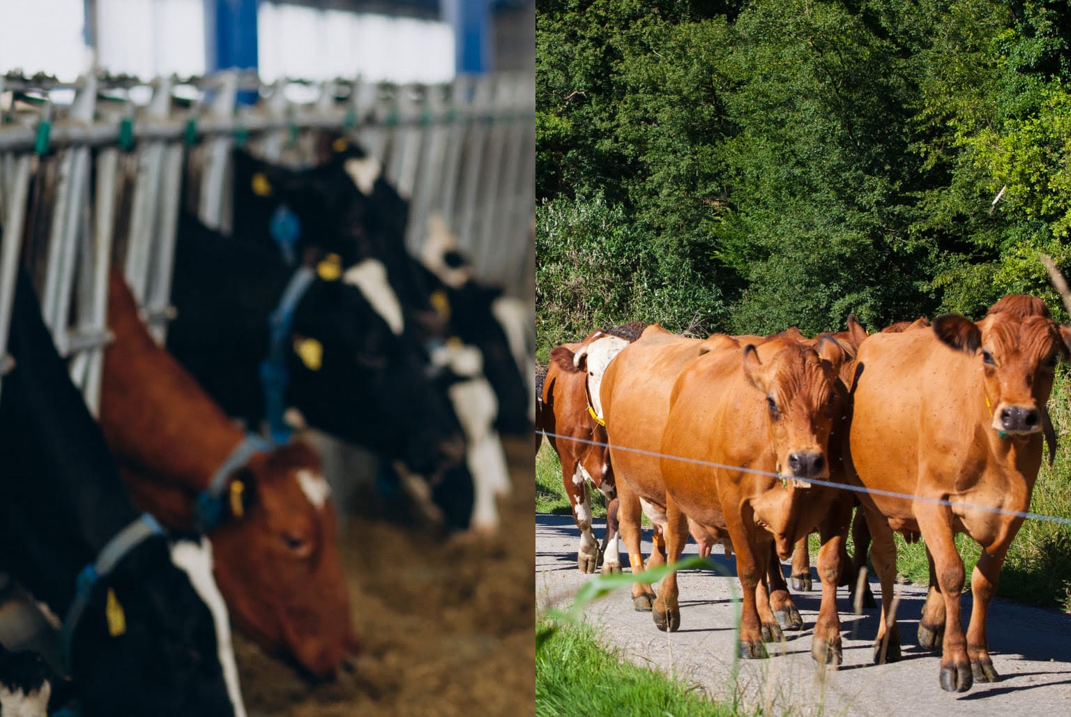 carne pasto vs industrial